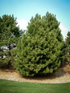 Сосна Чёрная (Pinus Nigra) купить по цене от 270.00р. в интернет-магазине «Посадика» с доставкой почтой в в Старицае и по всей России – [изображение №1].