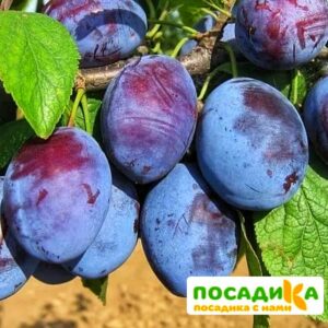 Слива Чачакская ранняя купить по цене от 229.00р. в интернет-магазине «Посадика» с доставкой почтой в в Старицае и по всей России – [изображение №1].