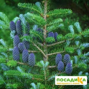 Пихта корейская (Abies koreana) купить по цене от 450.00р. в интернет-магазине «Посадика» с доставкой почтой в в Старицае и по всей России – [изображение №1].