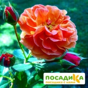 Роза Арабия купить по цене от 350.00р. в интернет-магазине «Посадика» с доставкой почтой в в Старицае и по всей России – [изображение №1].