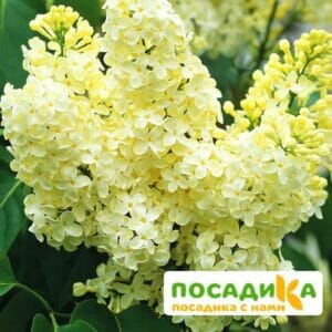 Сирень Примроуз (Primrose) купить по цене от 529.00р. в интернет-магазине «Посадика» с доставкой почтой в в Старицае и по всей России – [изображение №1].