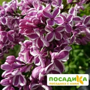 Сирень Сенсация купить по цене от 529.00р. в интернет-магазине «Посадика» с доставкой почтой в в Старицае и по всей России – [изображение №1].