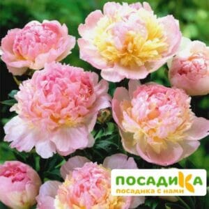 Пион Распберри Сандей (Paeonia Raspberry Sundae) купить по цене от 959р. в интернет-магазине «Посадика» с доставкой почтой в в Старицае и по всей России – [изображение №1].