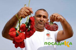 Клубника Гигант Джорнея купить по цене от 266р. в интернет-магазине «Посадика» с доставкой почтой в в Старицае и по всей России – [изображение №1].