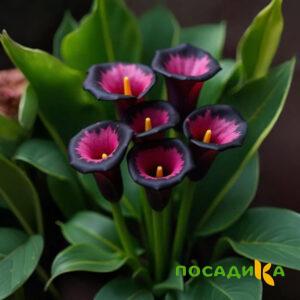 Калла Аура Лейс купить по цене от 400р. в интернет-магазине «Посадика» с доставкой почтой в в Старицае и по всей России – [изображение №1].