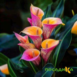 Калла Оникс купить по цене от 450р. в интернет-магазине «Посадика» с доставкой почтой в в Старицае и по всей России – [изображение №1].