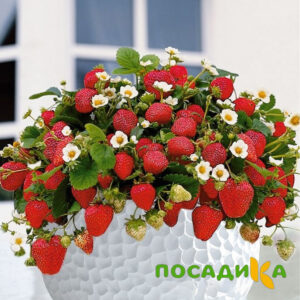 Клубника Рубиновый Шепот (горшечная) купить по цене от 240р. в интернет-магазине «Посадика» с доставкой почтой в в Старицае и по всей России – [изображение №1].