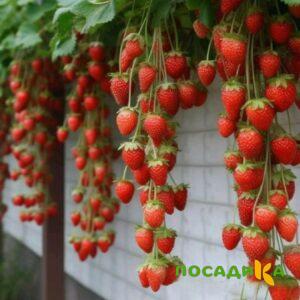 Клубника вьющаяся Комплимент купить по цене от 470р. в интернет-магазине «Посадика» с доставкой почтой в в Старицае и по всей России – [изображение №1].