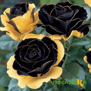 Роза Ханни Сикл купить по цене от 700р. в интернет-магазине «Посадика» с доставкой почтой в в Старицае и по всей России – [изображение №1].