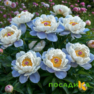 Пион акварельный Этюд купить по цене от 806р. в интернет-магазине «Посадика» с доставкой почтой в в Старицае и по всей России – [изображение №1].