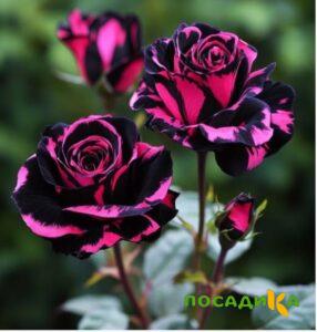 Роза Багровый Шепот купить по цене от 366р. в интернет-магазине «Посадика» с доставкой почтой в в Старицае и по всей России – [изображение №1].