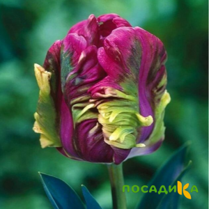 Тюльпан Экзотик Хэвен купить по цене от 186р. в интернет-магазине «Посадика» с доставкой почтой в в Старицае и по всей России – [изображение №1].