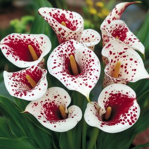 Калла Эмпайр купить по цене от 302р. в интернет-магазине «Посадика» с доставкой почтой в в Старицае и по всей России – [изображение №1].