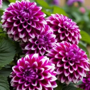 Георгин Кристал Корт купить по цене от 602р. в интернет-магазине «Посадика» с доставкой почтой в в Старицае и по всей России – [изображение №1].