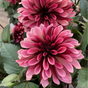 Георгин Перли Сансет купить по цене от 309р. в интернет-магазине «Посадика» с доставкой почтой в в Старицае и по всей России – [изображение №1].