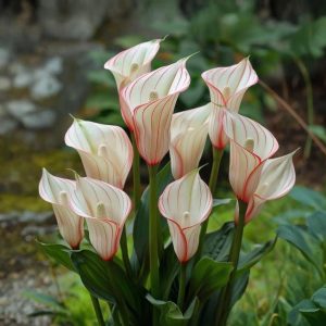 Калла Глейшер купить по цене от 299р. в интернет-магазине «Посадика» с доставкой почтой в в Старицае и по всей России – [изображение №1].