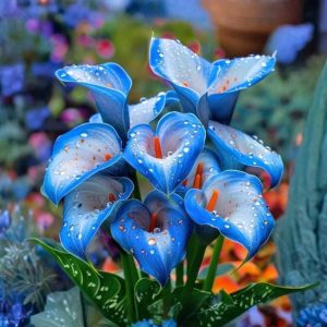 Калла Портрейт купить по цене от 292р. в интернет-магазине «Посадика» с доставкой почтой в в Старицае и по всей России – [изображение №1].