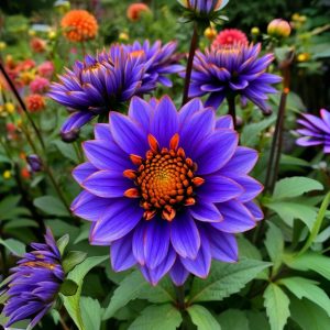 Георгин Лазурит купить по цене от 799р. в интернет-магазине «Посадика» с доставкой почтой в в Старицае и по всей России – [изображение №1].