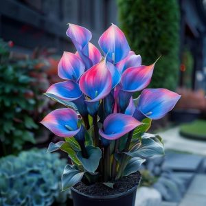 Калла Импрессия купить по цене от 590р. в интернет-магазине «Посадика» с доставкой почтой в в Старицае и по всей России – [изображение №1].