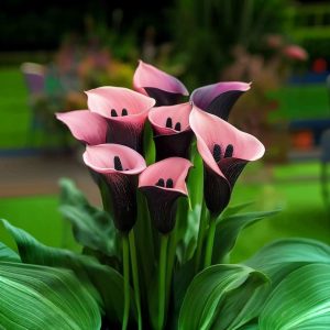 Калла Энигма купить по цене от 291р. в интернет-магазине «Посадика» с доставкой почтой в в Старицае и по всей России – [изображение №1].