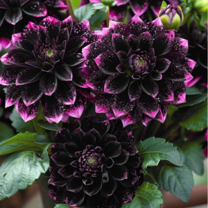 Георгин Лаванда Лейс купить по цене от 679р. в интернет-магазине «Посадика» с доставкой почтой в в Старицае и по всей России – [изображение №1].