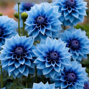 Георгин Вижапе купить по цене от 699р. в интернет-магазине «Посадика» с доставкой почтой в в Старицае и по всей России – [изображение №1].