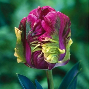 Тюльпан Экзотик Хэвен купить по цене от 186р. в интернет-магазине «Посадика» с доставкой почтой в в Старицае и по всей России – [изображение №1].